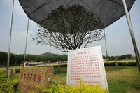 深圳城管给国家领导人所栽金桂树遮阳 深圳城管给国家领导人所栽金桂树遮阳
