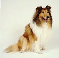 苏格兰牧羊犬档案-单犬种介 苏格兰牧羊犬