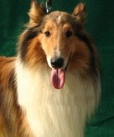 苏格兰牧羊犬 苏格兰牧羊犬