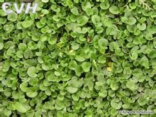 [2]匍匐茎在湿度适宜的条件下