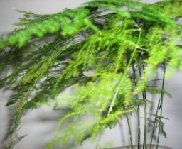 3.+选用矮生文竹品种