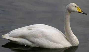 天鹅之死圣桑钢琴谱分享_天鹅之死圣桑钢琴谱