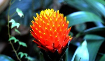 黄菠萝树_360百科