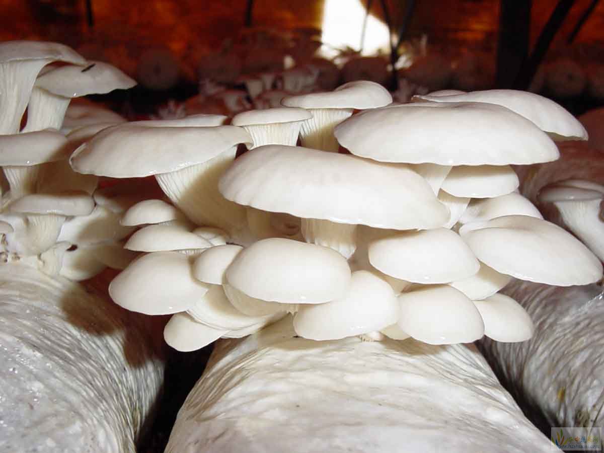 吉林农业大学在国家二级保护物种蒙古口蘑保育研究上取得重要进展|吉林农业大学|蒙古|基因_新浪新闻