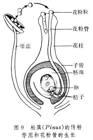 编辑本段花粉管的技术运用