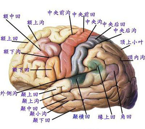 (图)大脑示意图