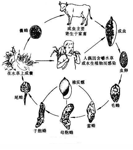 猪囊尾蚴手绘图片