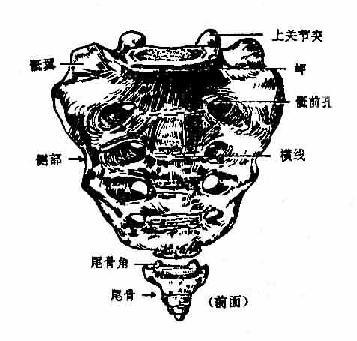 骶骨和尾骨(前)