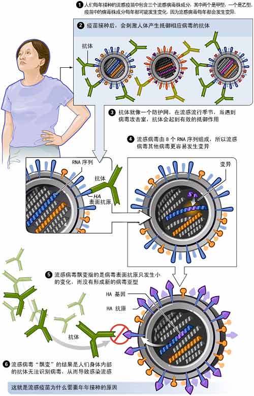 甲型流感会自愈吗_甲型流感病毒感染_甲型流感病毒感染症状