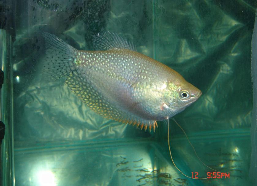 小香<em>珍珠马甲</em>牌子好不好 哪款好评价