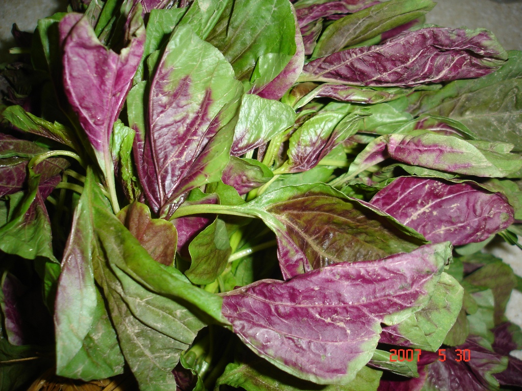 蒜味紫角叶（木耳菜）的做法_菜谱_豆果美食