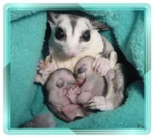 蜜袋鼯妈妈与幼仔