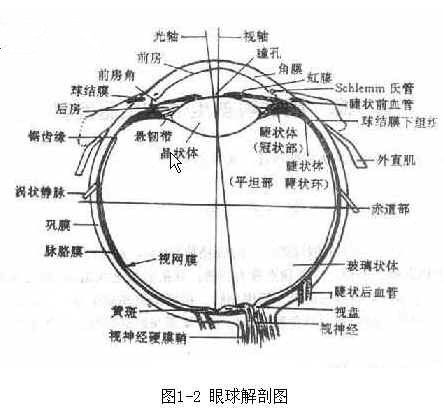 眼球结构