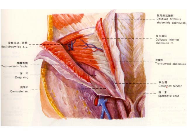 解剖:位于腹外斜肌深面