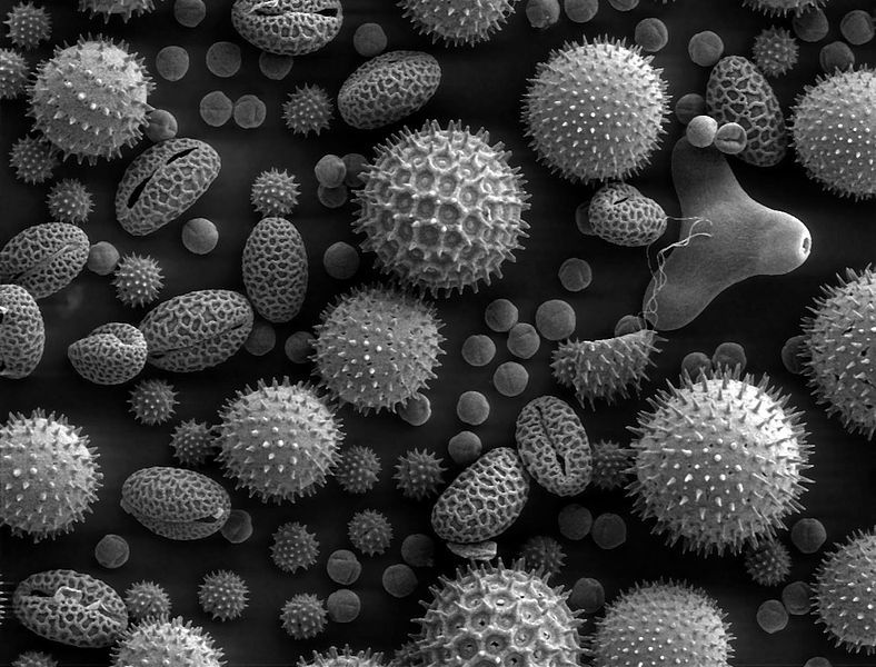 花粉是非常常见的过敏原