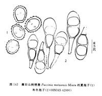 川息尔柄锈菌