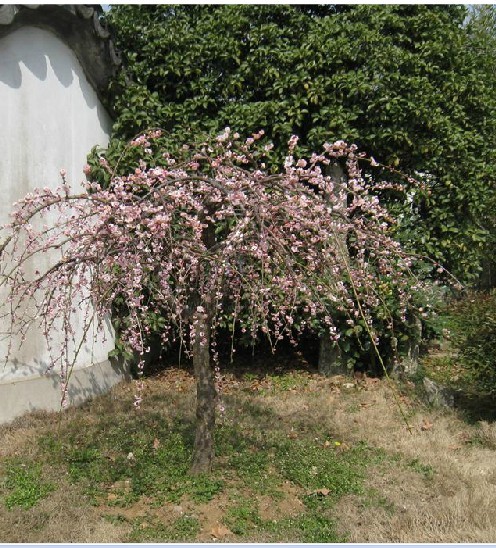 [为什么会长闭口粉刺] 闭口粉刺白头