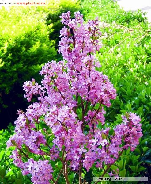 除上述品种外,尚有黄芫花