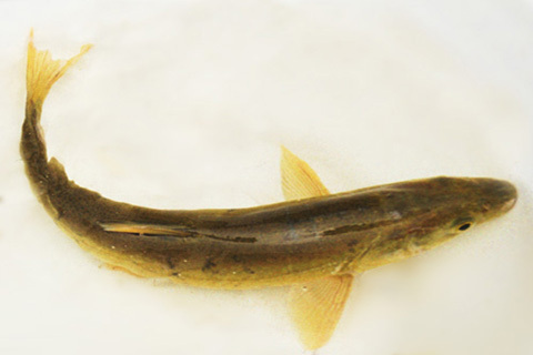 大理裂腹鱼为云南大理洱海特产的一种