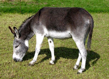 asinus)是由非洲野驴equus