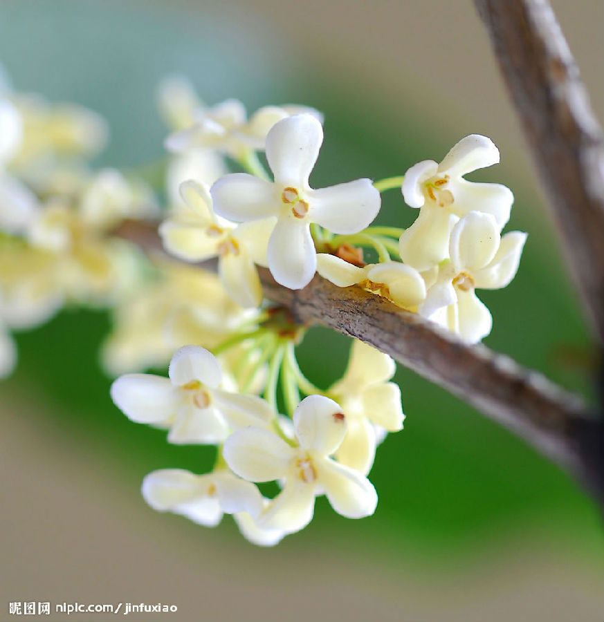 桂花简介