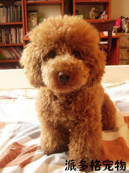 三个月大的小贵宾犬(公的),大家帮忙想个好听的