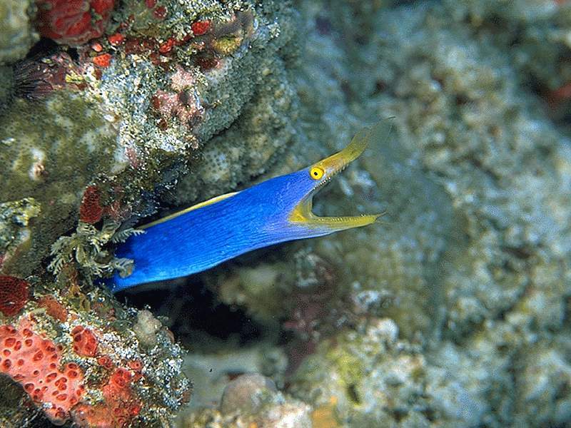 黑十字鱼_360百科