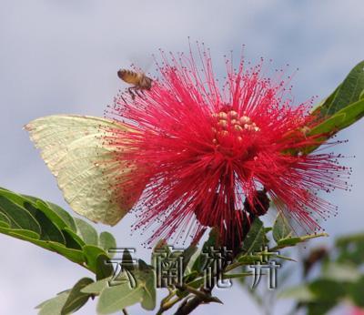 美洲合欢_360百科