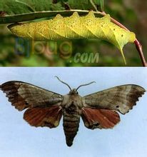 图片 登堂入室 保存草稿箱,预览词条及提交词条   [别名] 桃六点天蛾