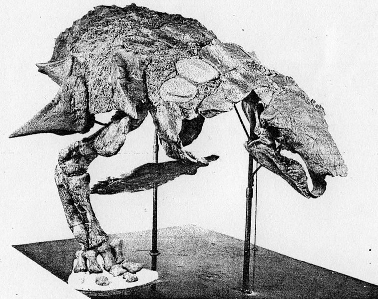 埃德蒙顿龙化石图片