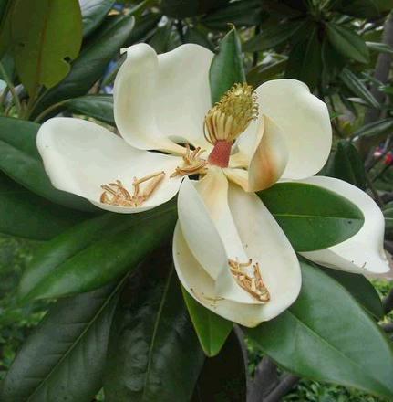 嫁接广玉兰小苗的措施广玉兰,又称"荷花玉兰","泽玉兰",常绿乔木,树形