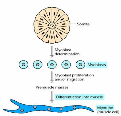 成肌细胞融合成肌管