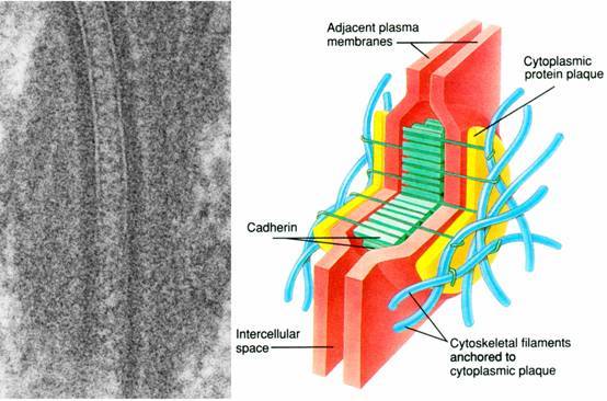 桥粒的结构模型