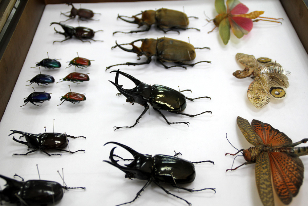 馆藏世界各地的昆虫标本-1.jpg