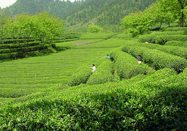 日照綠茶